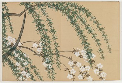 Fiori di Cento Mondi (Momoyogusa): Salice e Ciliegio (Yanagizakura) da Kamisaka Sekka