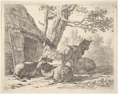 Quattro pecore, una pecora in piedi tra tre altre sdraiate a terra accanto a una capanna, 1658 da Karel Du Jardin