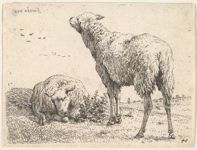 Due pecore, una mostrata frontalmente in posizione reclinata con le gambe piegate sotto, ca. 1655 da Karel Du Jardin