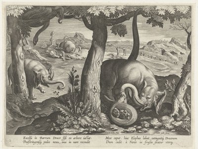 Elefante in lotta con serpente da Karel van Mallery (attributed to)