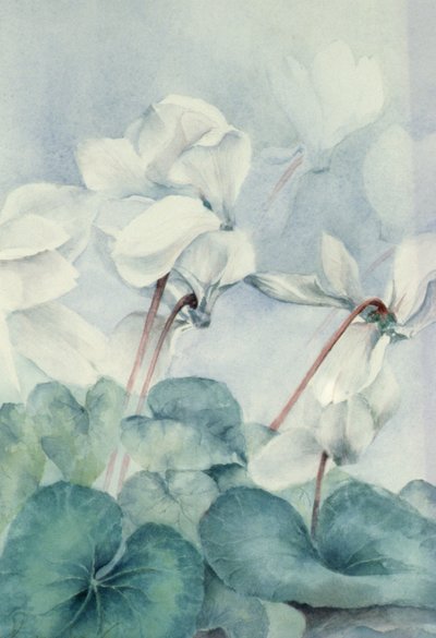 Ciclamino, Triumph White da Karen Armitage