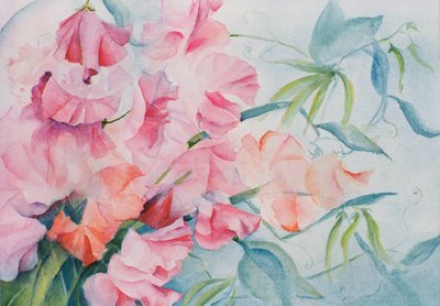 Lathyrus Odoratus, Pisello odoroso (orizzontale) da Karen Armitage