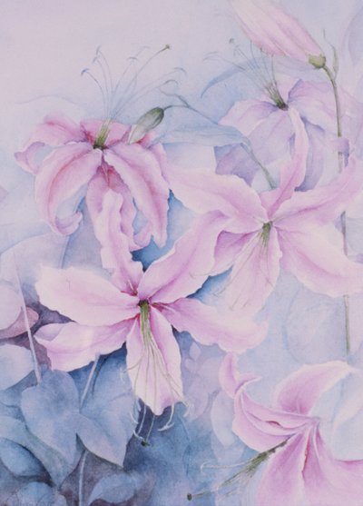 Gigli, Auratum rosa da Karen Armitage