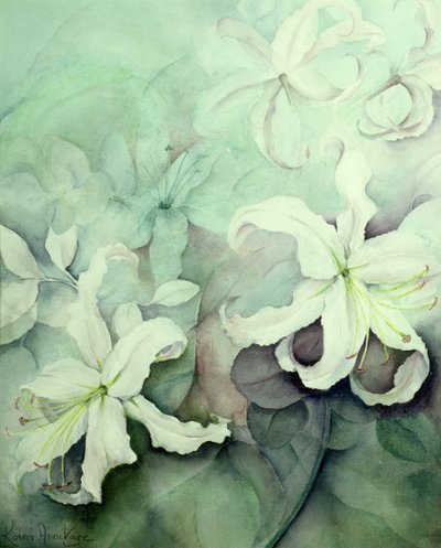 Gigli, Auratum bianco da Karen Armitage