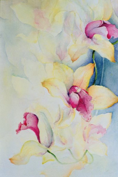 Orchidea, Cymbidium, Principe Carlo da Karen Armitage