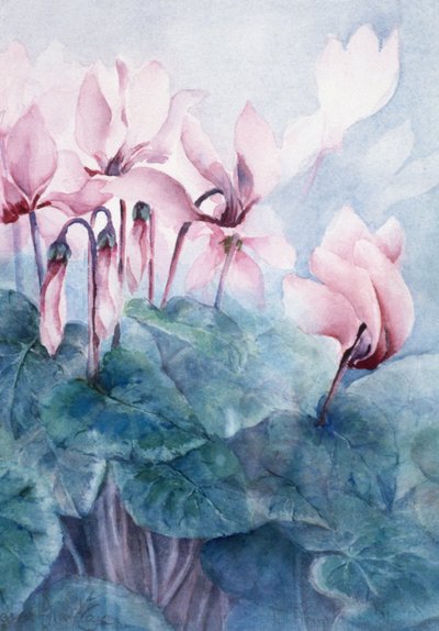 Ciclamino rosa Pseudibericum da Karen Armitage