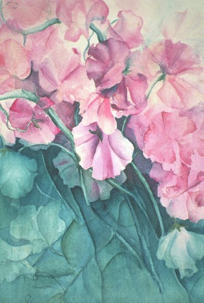 Piselli odorosi, Pink Pride (verticale) da Karen Armitage