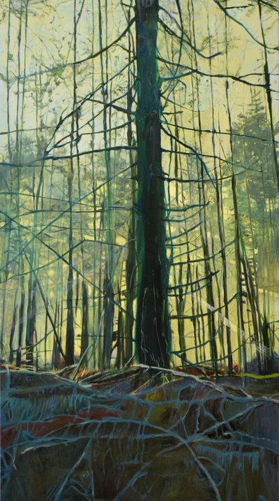 Luce eterea della foresta da Karin Bos