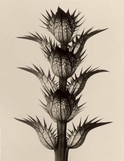 Acanthus mollis da Karl Blossfeldt