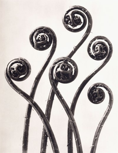 Adiantum Pedatum - Felce americana da Karl Blossfeldt