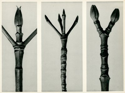 Cornus Nuttallii, 1929 da Karl Blossfeldt