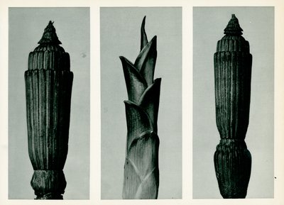 Equiseto, 1929 da Karl Blossfeldt