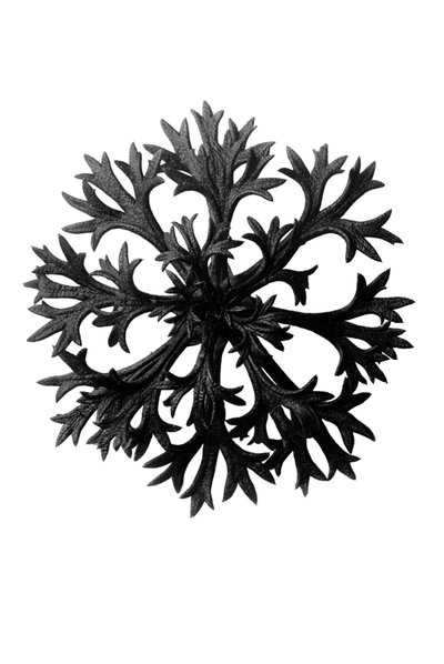 Forme originali dell