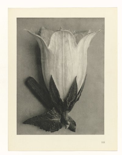 Studi di piante da Karl Blossfeldt