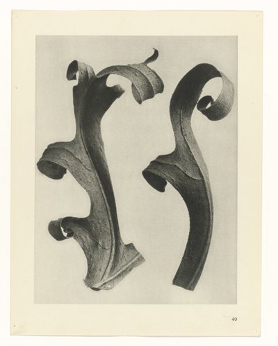 Studi di piante da Karl Blossfeldt