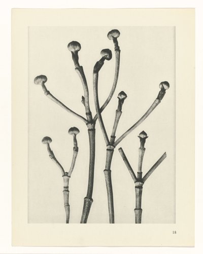 Studi di piante da Karl Blossfeldt
