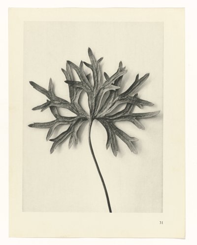 Studi di piante (serie Urformen der Kunst: immagini fotografiche di piante) da Karl Blossfeldt