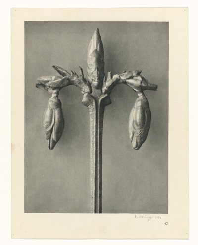 Studi di piante (serie Urformen der Kunst: immagini fotografiche di piante) da Karl Blossfeldt