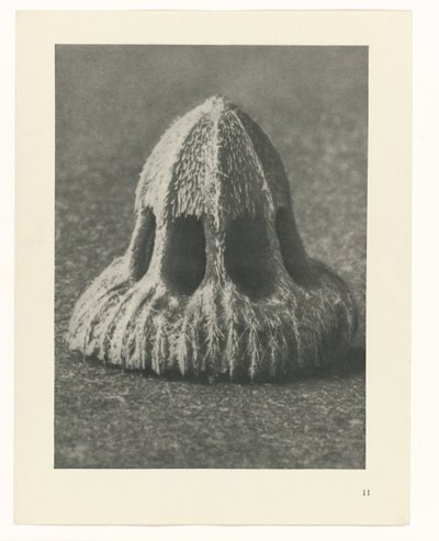 Studi di piante (serie Urformen der Kunst: immagini fotografiche di piante) da Karl Blossfeldt