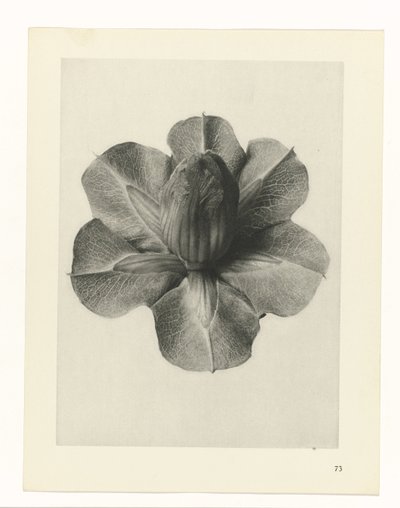 Studi di piante (serie Urformen der Kunst: immagini fotografiche di piante) da Karl Blossfeldt