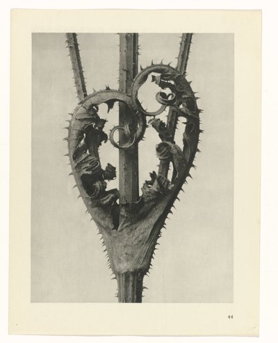 Studi di piante (serie Urformen der Kunst: immagini fotografiche di piante) da Karl Blossfeldt