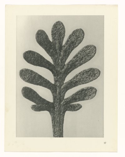 Studi di piante (serie Urformen der Kunst: fotografie di piante) da Karl Blossfeldt