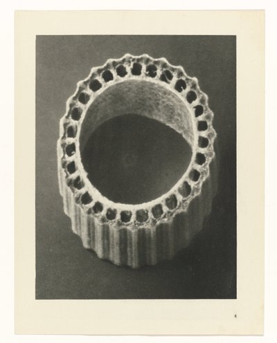 Studi di piante, Urformen der Kunst: fotografie di piante (titolo della serie) da Karl Blossfeldt