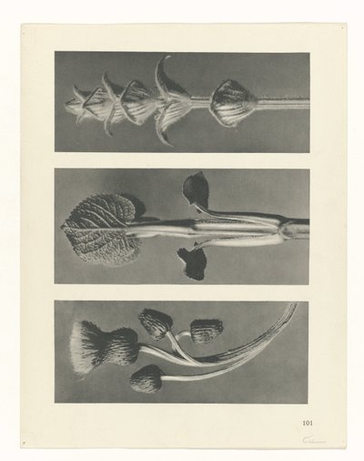 Studio di piante da Karl Blossfeldt