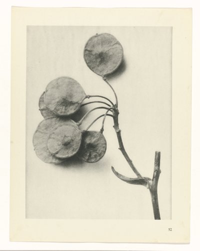 Studio di piante da Karl Blossfeldt