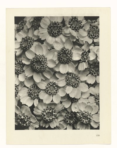 Studio di piante da Karl Blossfeldt