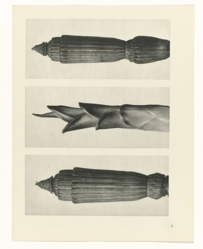 Studio di piante da Karl Blossfeldt