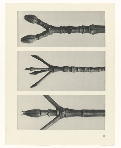 Studio di piante da Karl Blossfeldt