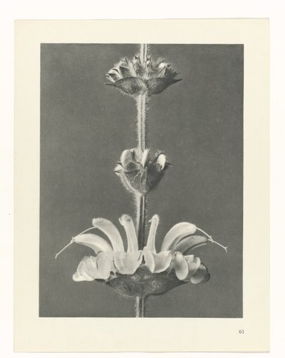 Studio di piante da Karl Blossfeldt