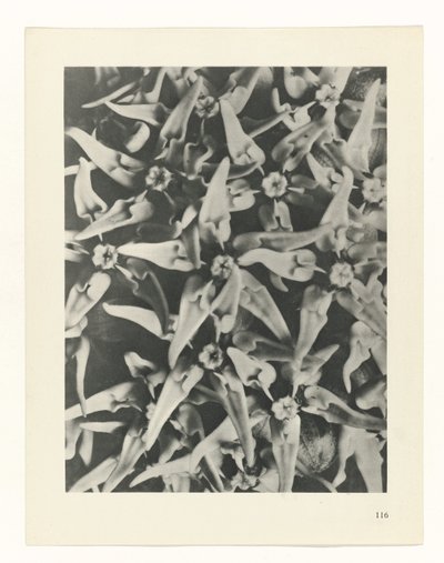 Studio di piante da Karl Blossfeldt
