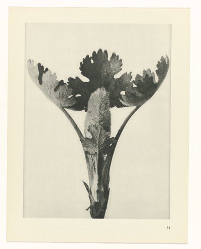 Studio di piante da Karl Blossfeldt
