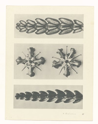 Studio di piante da Karl Blossfeldt