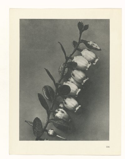 Studio di piante da Karl Blossfeldt