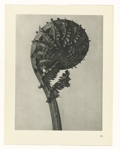 Studio di piante da Karl Blossfeldt