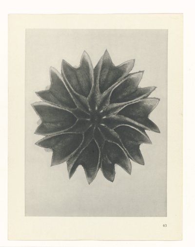 Studio di piante da Karl Blossfeldt