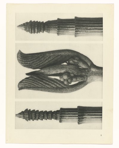 Studio di piante da Karl Blossfeldt