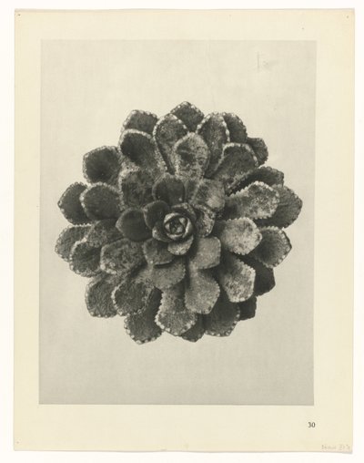 Studio di piante da Karl Blossfeldt