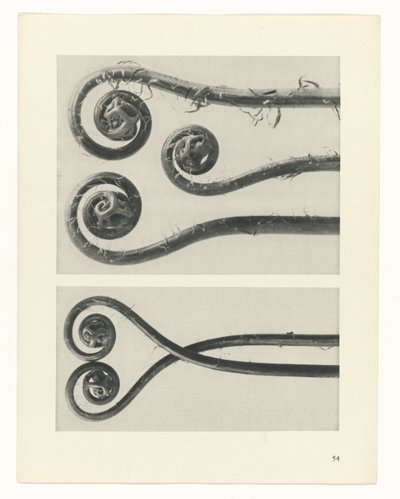 Studio di piante da Karl Blossfeldt