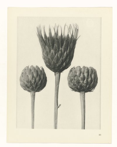 Studio di piante da Karl Blossfeldt