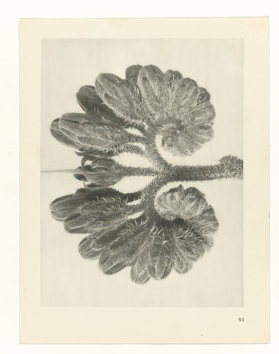 Studio di piante da Karl Blossfeldt