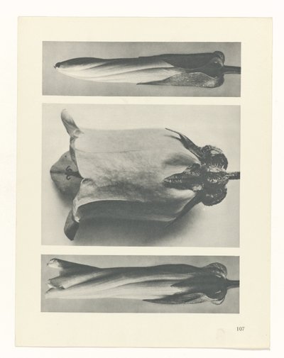 Studio di piante da Karl Blossfeldt