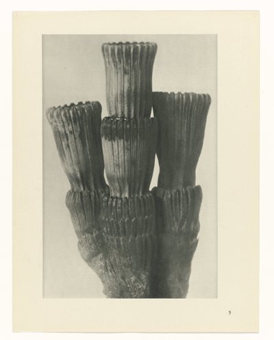 Studio di piante da Karl Blossfeldt