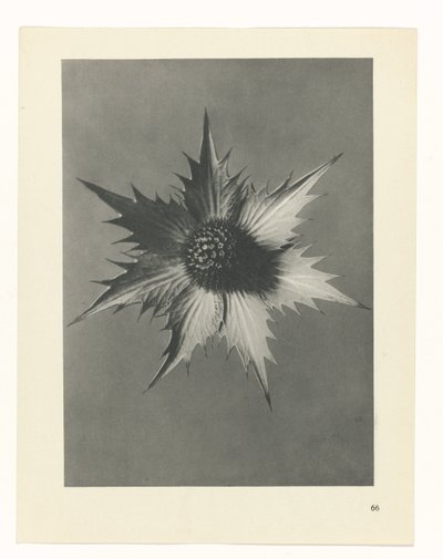Studio di piante da Karl Blossfeldt