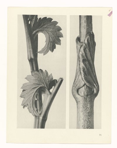 Studio di piante (serie Urformen der Kunst) da Karl Blossfeldt