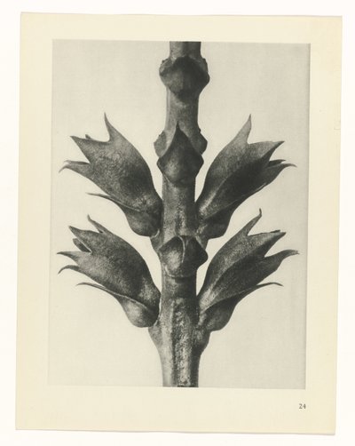 Studio di piante (serie Urformen der Kunst) da Karl Blossfeldt