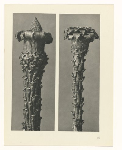 Studio di piante (serie Urformen der Kunst) da Karl Blossfeldt